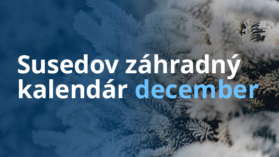 susedov-kalendar-december